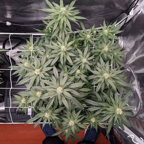 Maui Wowie #1 growlog timeline photo