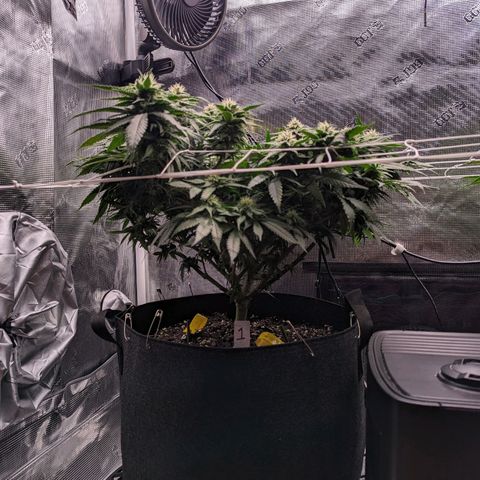 Maui Wowie #1 growlog timeline photo