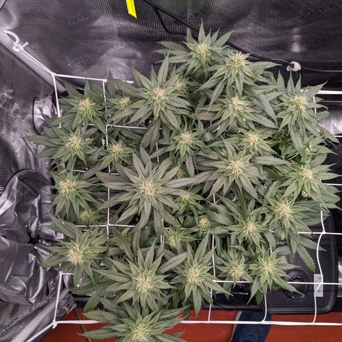 Maui Wowie #1 growlog timeline photo