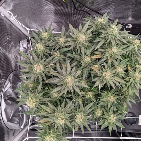 Maui Wowie #1 growlog timeline photo
