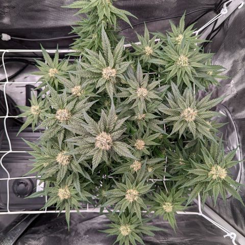 Maui Wowie #1 growlog timeline photo