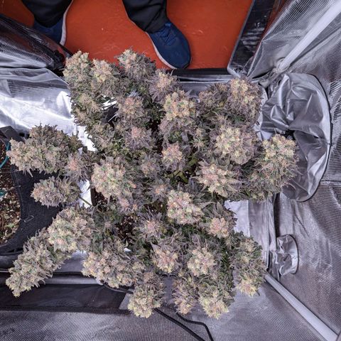 Maui Wowie #1 growlog timeline photo