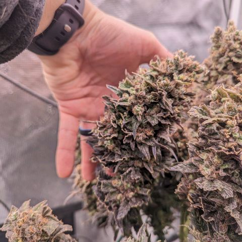 Maui Wowie #1 growlog timeline photo