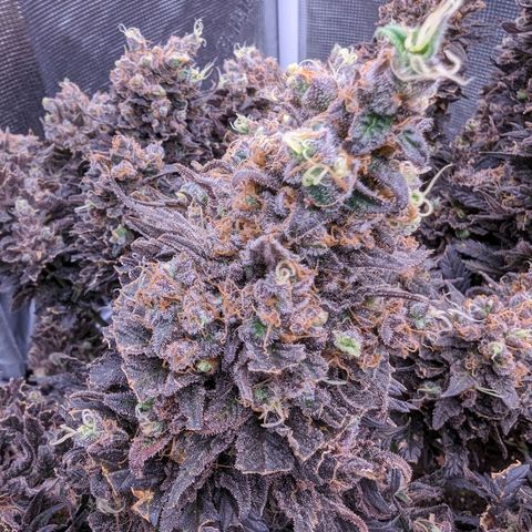 Maui Wowie #1 growlog timeline photo