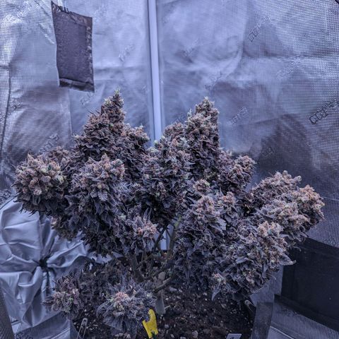 Maui Wowie #1 growlog timeline photo