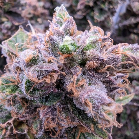 Maui Wowie #1 growlog timeline photo