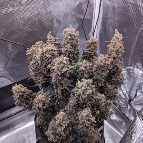 Maui Wowie #1 growlog timeline photo