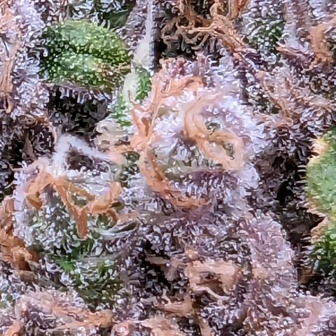 Maui Wowie #1 growlog timeline photo