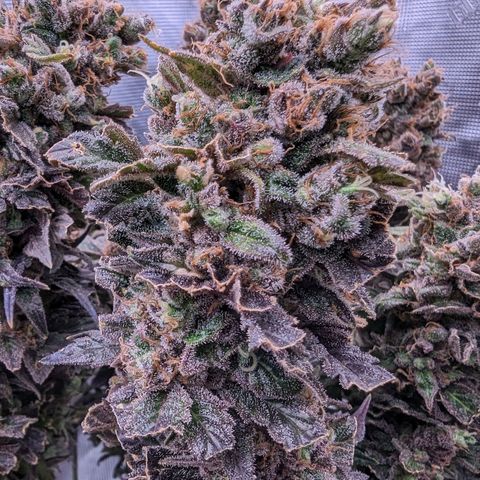 Maui Wowie #1 growlog timeline photo