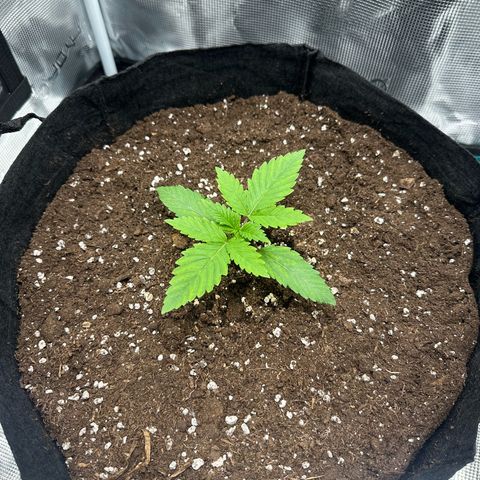 Chocolate Rainbow XXL growlog timeline photo