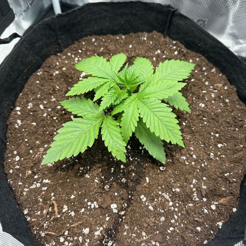 Chocolate Rainbow XXL growlog timeline photo