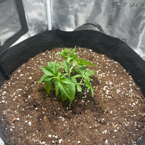 Chocolate Rainbow XXL growlog timeline photo