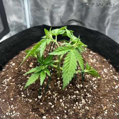 Chocolate Rainbow XXL growlog timeline photo