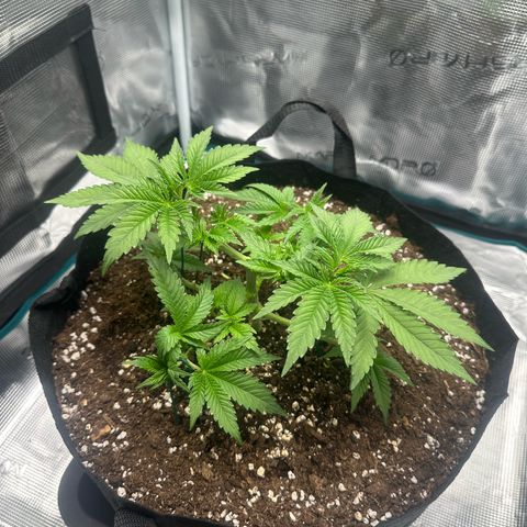 Chocolate Rainbow XXL growlog timeline photo