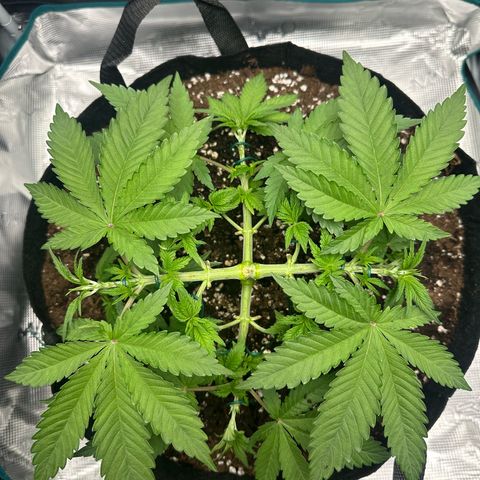 Chocolate Rainbow XXL growlog timeline photo