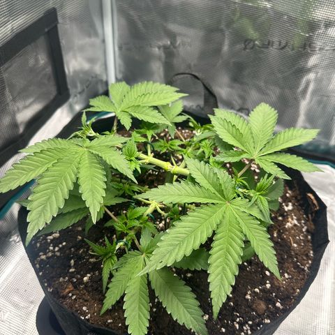 Chocolate Rainbow XXL growlog timeline photo