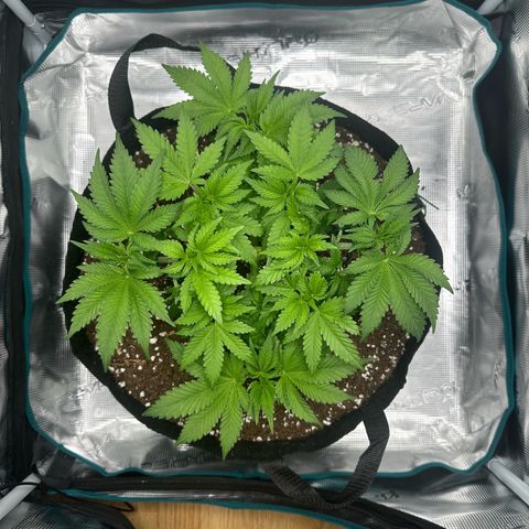 Chocolate Rainbow XXL growlog timeline photo