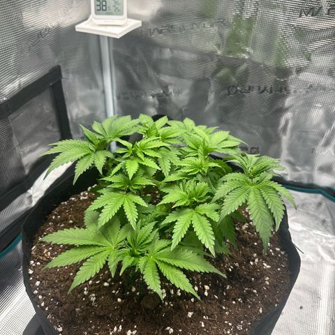 Chocolate Rainbow XXL growlog timeline photo