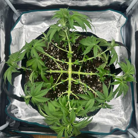 Chocolate Rainbow XXL growlog timeline photo