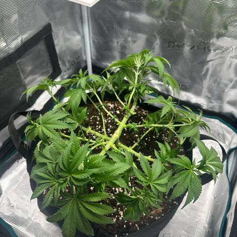 Chocolate Rainbow XXL growlog timeline photo