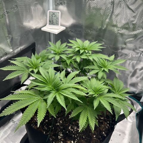 Chocolate Rainbow XXL growlog timeline photo