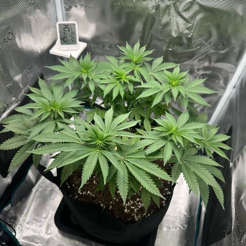 Chocolate Rainbow XXL growlog timeline photo