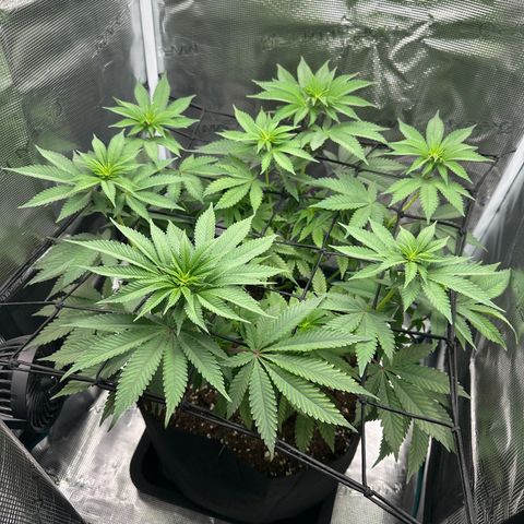 Chocolate Rainbow XXL growlog timeline photo