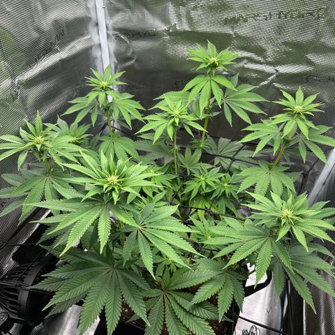 Chocolate Rainbow XXL growlog timeline photo