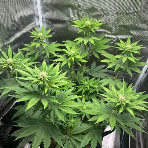 Chocolate Rainbow XXL growlog timeline photo