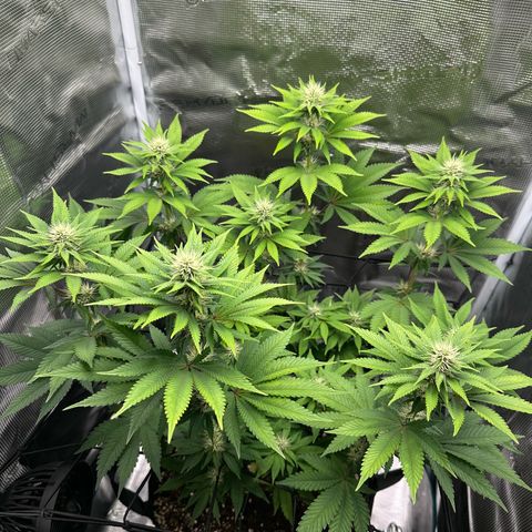 Chocolate Rainbow XXL growlog timeline photo