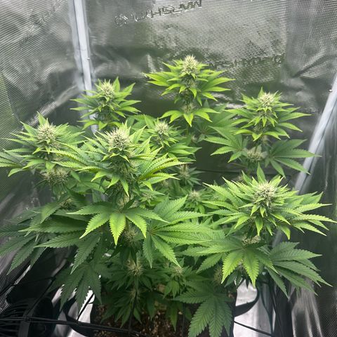 Chocolate Rainbow XXL growlog timeline photo