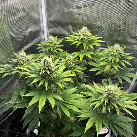 Chocolate Rainbow XXL growlog timeline photo