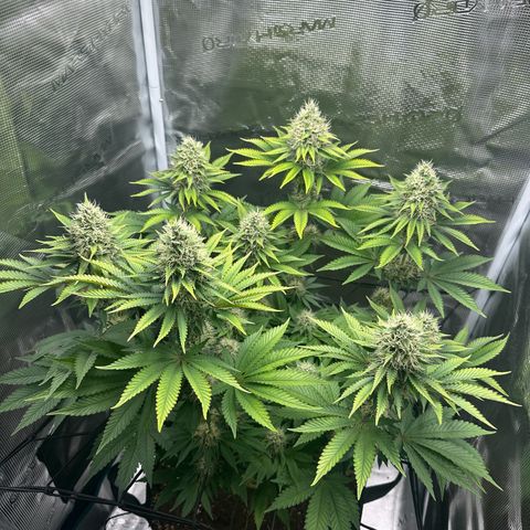 Chocolate Rainbow XXL growlog timeline photo