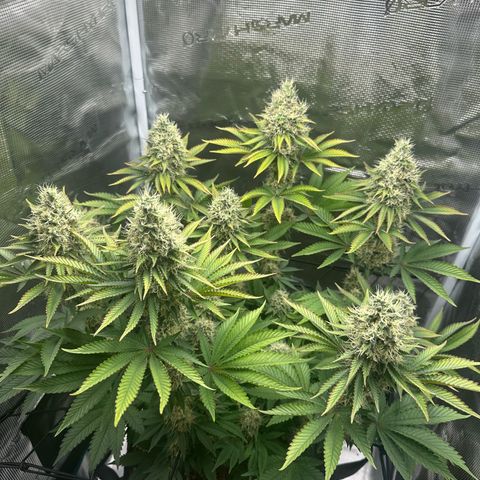 Chocolate Rainbow XXL growlog timeline photo