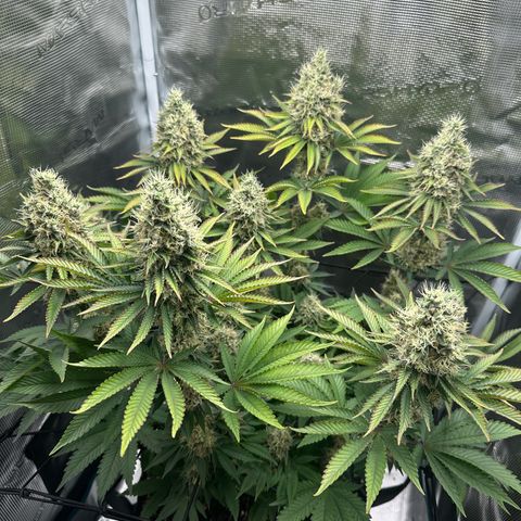 Chocolate Rainbow XXL growlog timeline photo