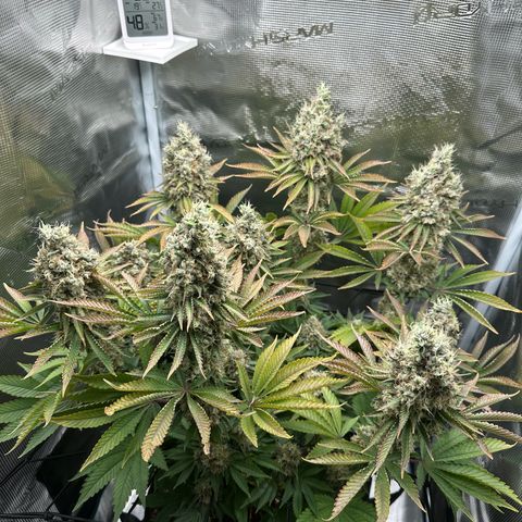 Chocolate Rainbow XXL growlog timeline photo