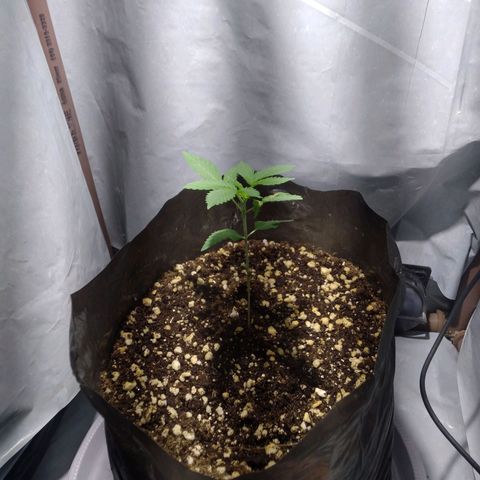 Sweet tangie growlog timeline photo