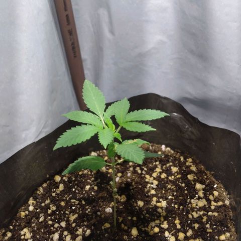 Sweet tangie growlog timeline photo