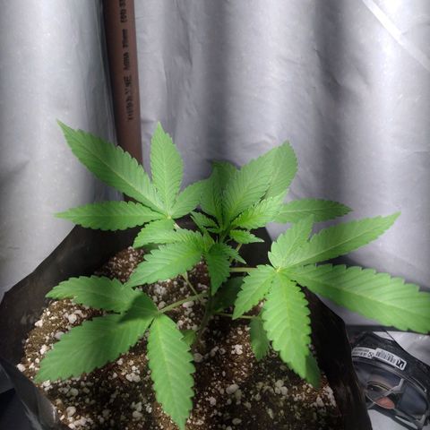 Sweet tangie growlog photo: Controle de crescimento 