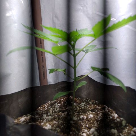 Sweet tangie growlog photo: Controle de crescimento 