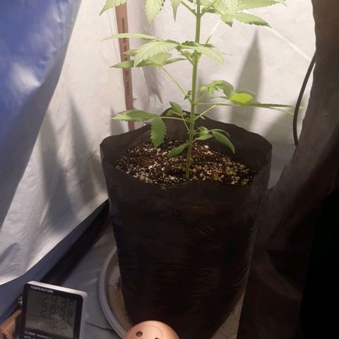 Sweet tangie growlog photo: Acompanhamento de crescimento 