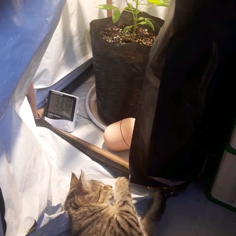 Sweet tangie growlog photo: Acompanhamento de crescimento 