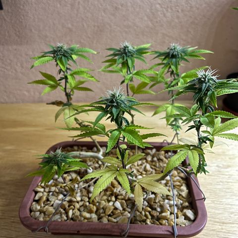 Bonsai growlog timeline photo