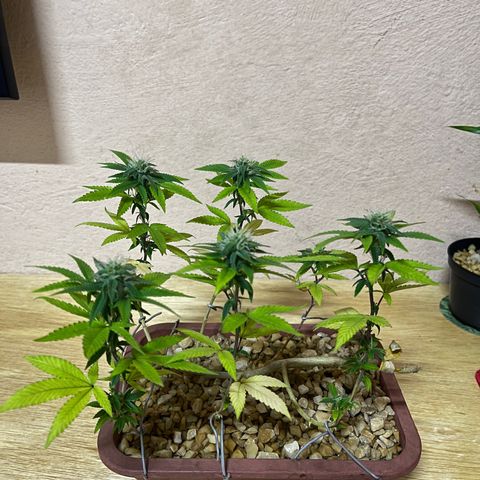 Bonsai growlog timeline photo