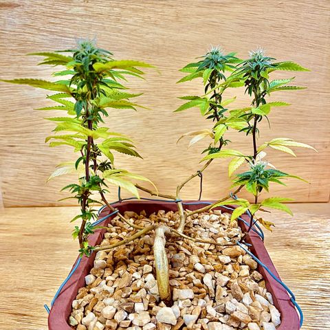 Bonsai growlog timeline photo