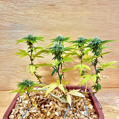 Bonsai growlog timeline photo