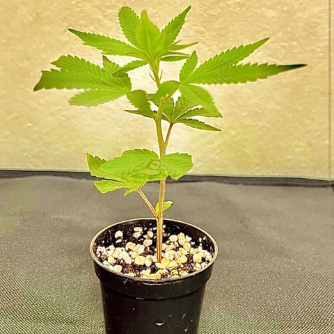 Bonsai growlog photo: A estaquia enraizou muito bem, transplantei para um pote de açaí e tive a ideia de iniciar o bonsai para aprender mais sobre o LST.