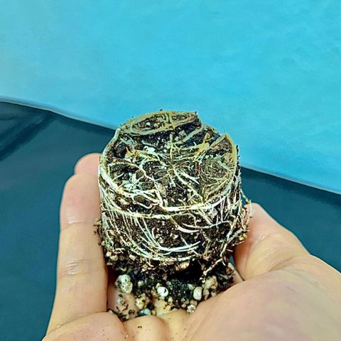 Bonsai growlog photo: A estaquia enraizou muito bem, transplantei para um pote de açaí e tive a ideia de iniciar o bonsai para aprender mais sobre o LST.