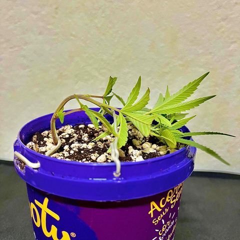 Bonsai growlog photo: LST