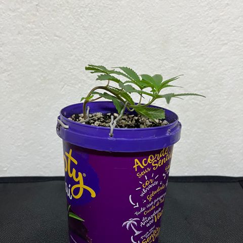 Bonsai growlog photo: O topo já se recuperou e voltou a buscar luz.